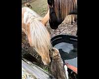 lead-or-ride-tennessee-walking-horse