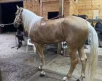 long-mane-tennessee-walking-horse