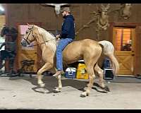 lead-or-ride-gelding