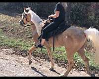 awesome-tennessee-walking-horse