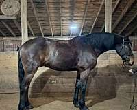 all-around-friesian-horse