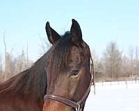 beginner-friesian-horse