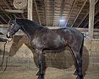 draft-friesian-horse