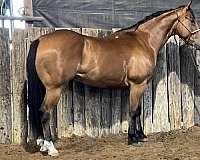 amateur-quarter-horse