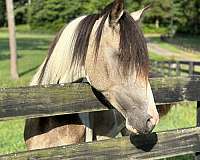 2-year-old-tennessee-walking-horse