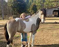 durable-tennessee-walking-horse