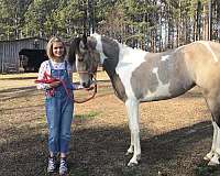 georgia-tennessee-walking-horse