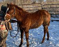 working-show-pedigree-quarter-horse