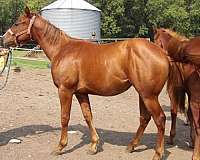 working-show-pedigree-quarter-horse
