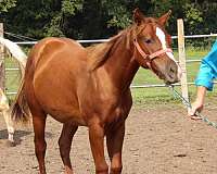easy-learner-quarter-horse