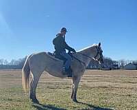 quarter-horse-for-sale