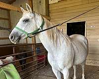 quarter-horse-for-sale