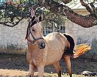 buckskin-aha-aqha-mare-broodmare