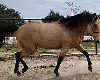 barrel-endurance-mare-broodmare