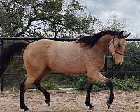 buckskin-barrel-endurance-horse