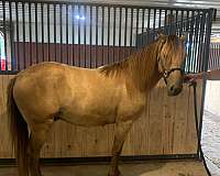 rocky-mountain-gelding