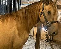 rocky-mountain-horse-for-sale