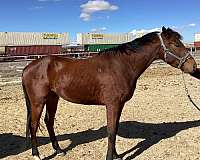 four-year-old-thoroughbred-horse