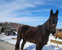 small-white-half-moon-on-forehead-horse