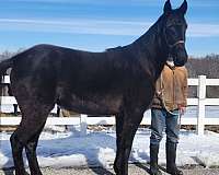 hof-tennessee-walking-horse