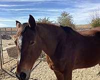 affordable-thoroughbred-horse