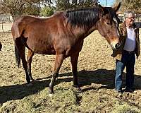 breeding-thoroughbred-horse