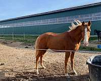 gaited-trail-riding-tennessee-walking-horse