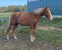 palomino-gaited-trail-riding-horse