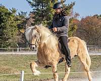 palomino-icelandic-stallion