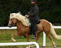 palomino-usihc-stallion