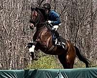 steeplechase-thoroughbred-horse