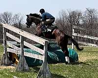 hurdler-horse