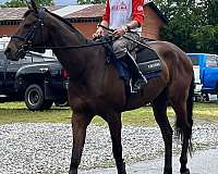 steeplechaser-gelding