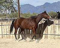 ranch-gelding