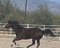 western-dressage-gelding