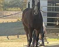 dressage-horse