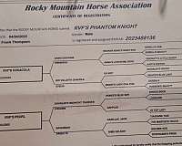 finished-rocky-mountain-horse