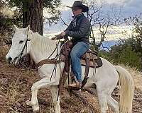 gaited-missouri-fox-trotter-horse