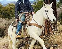 husband-safe-missouri-fox-trotter-horse