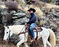 parade-missouri-fox-trotter-horse