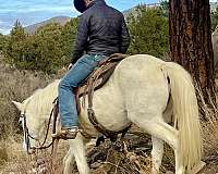 ranch-missouri-fox-trotter-horse