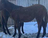 quarter-horse-filly