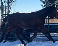 quarter-horse-for-sale