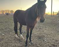 breeding-stallion-racking-standardbred-horse