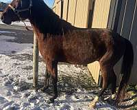 racking-standardbred-stallion