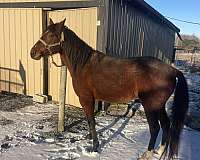 standardbred-stallion