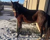 standardbred-horse-for-sale