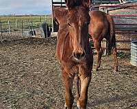 mule-mare-weanling