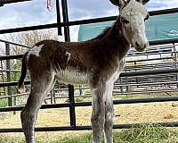 athletic-breeding-mare-weanling