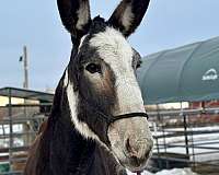 mule-mare-weanling